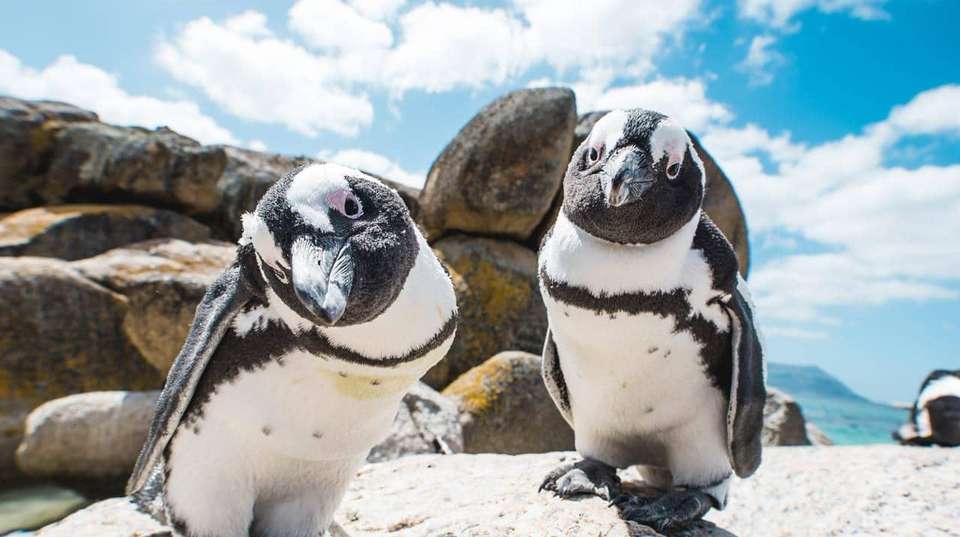 Cape Town & Garden Route Experience in 13 days - Salty Travel - South Africa - Image 3