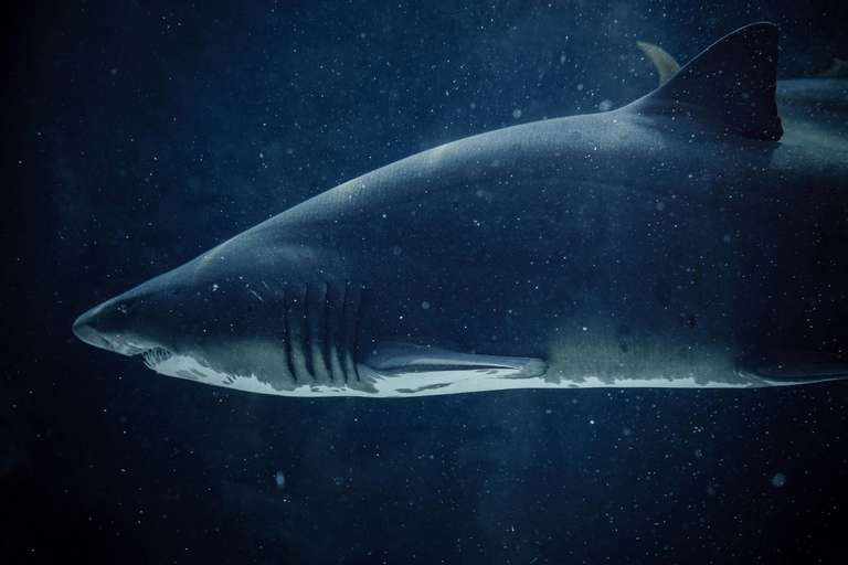 Cape Town Great White Shark Adventure 4D/3N trip - alternative tour available