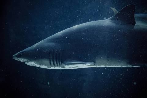 Cape Town Wildlife Tour: Cape Town Great White Shark Adventure 4d/3n