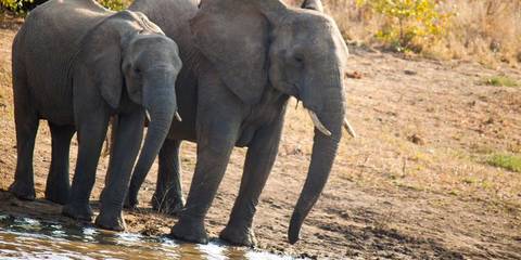 Windhoek Wildlife Tour: Journeys: Cape Town, Kruger & Namibia