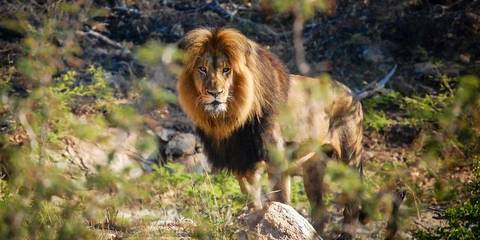 Cape Town, Kruger & Zimbabwe - Fall Tours