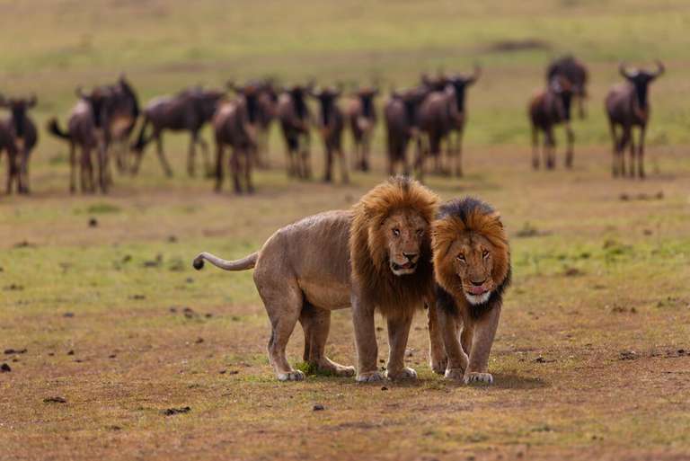 Cape Town to Kenya trip - alternative tour available