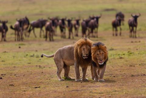 Cape Town To Kenya - Winter Tours