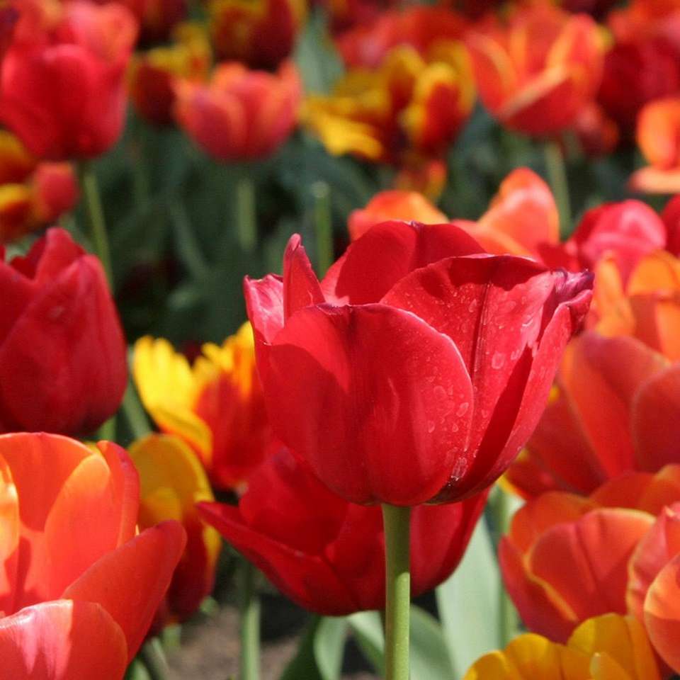 Capital Blooms - Aat Kings - Australia - Image 6
