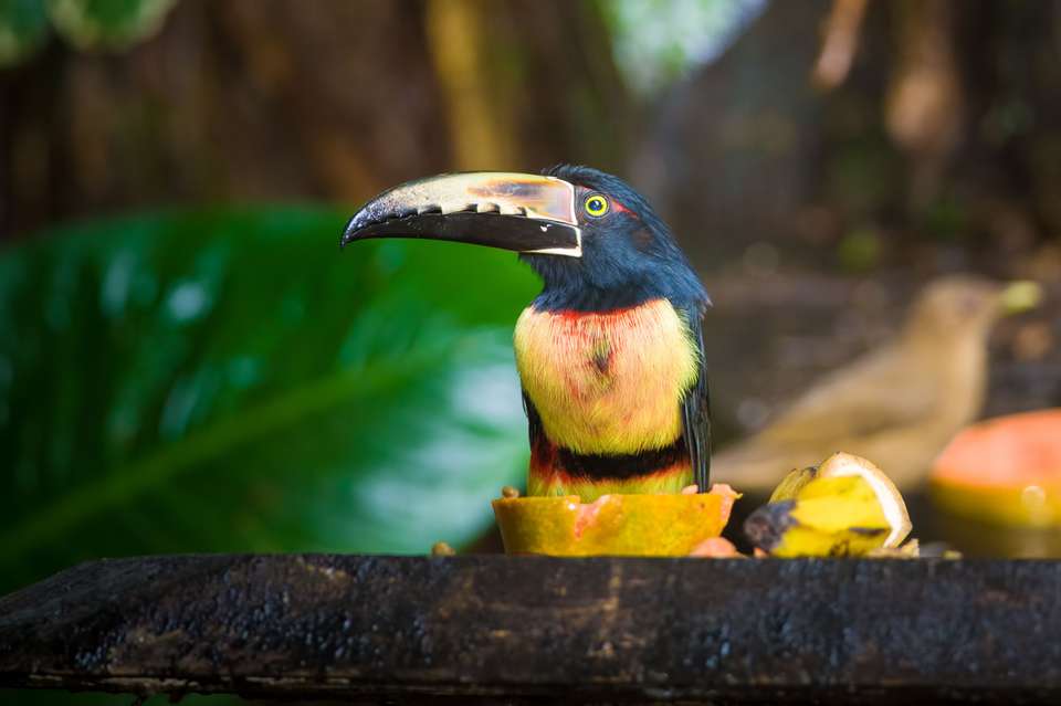 Captivating Costa Rica - 9 days - On The Go Tours - Costa Rica - Image 3