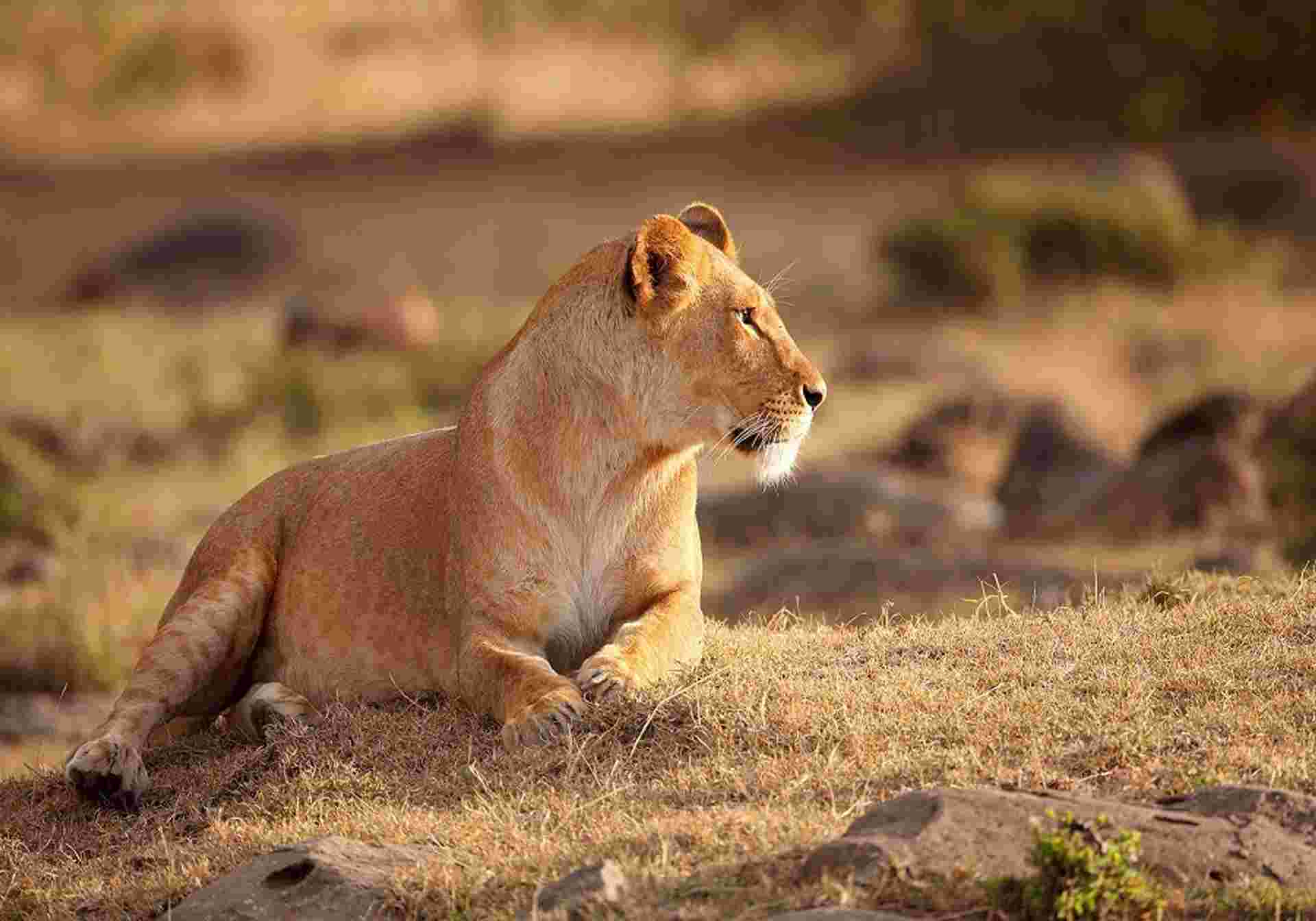 Captivating Kenya