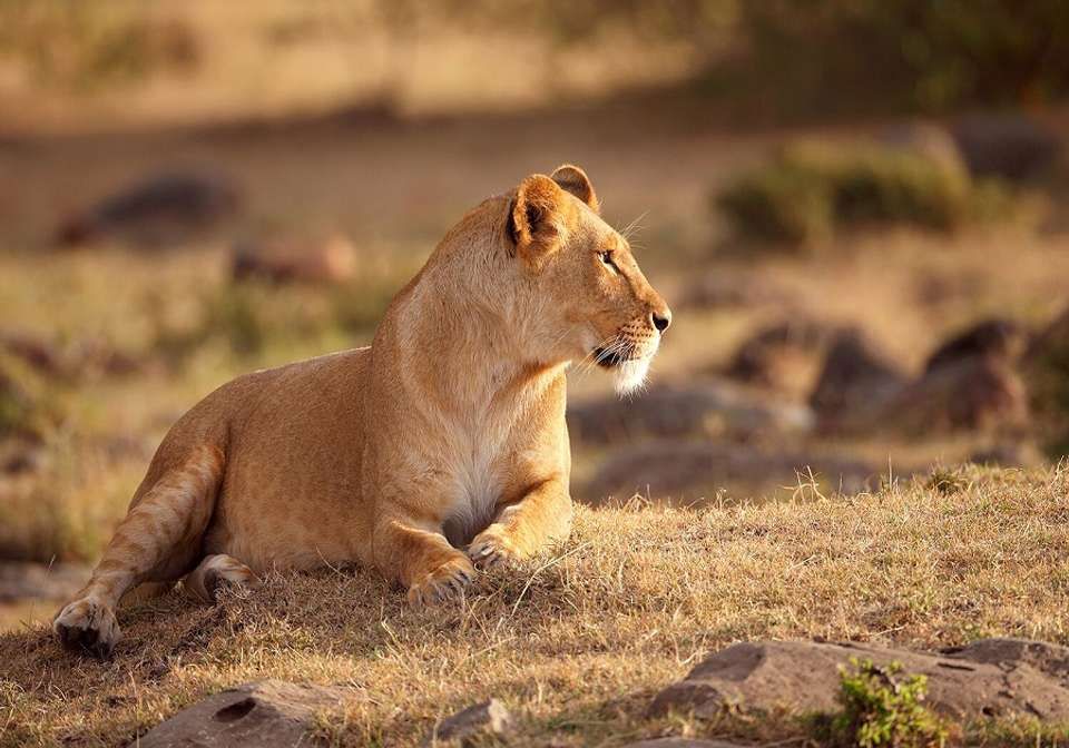 Captivating Kenya - Indus Travels - Kenya - Image 1