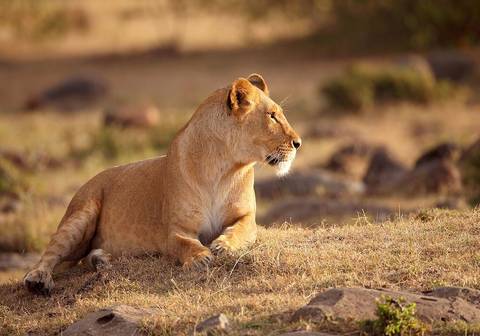 Kenya Experienced Travelers Trips: Captivating Kenya