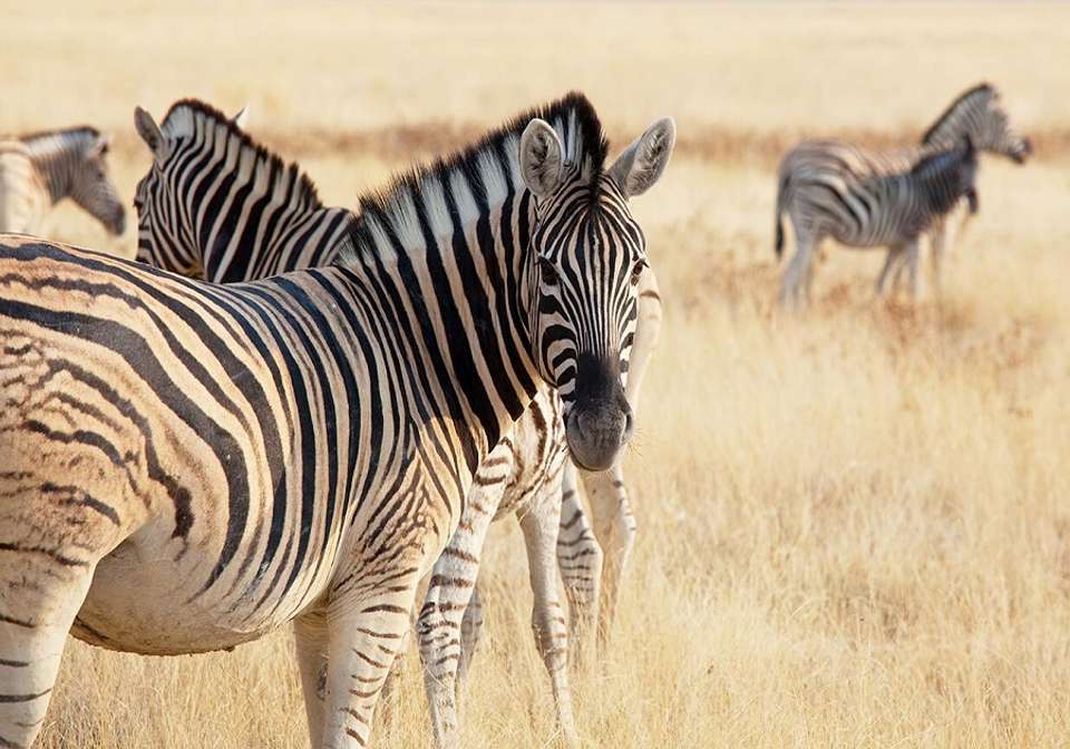 Captivating Kenya - Indus Travels - Kenya - Image 2