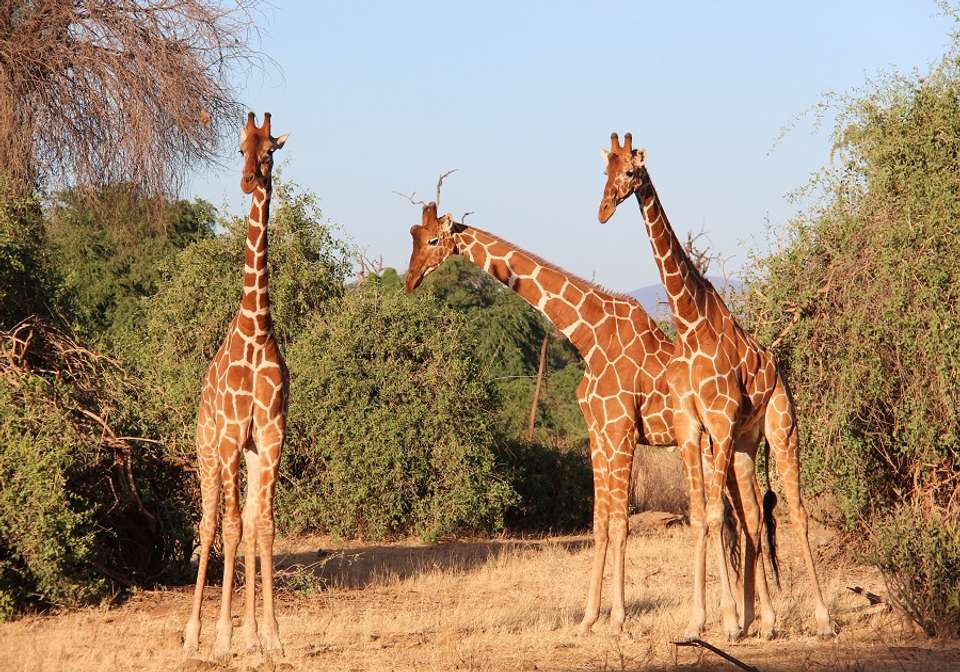 Captivating Kenya - Indus Travels - Kenya - Image 3