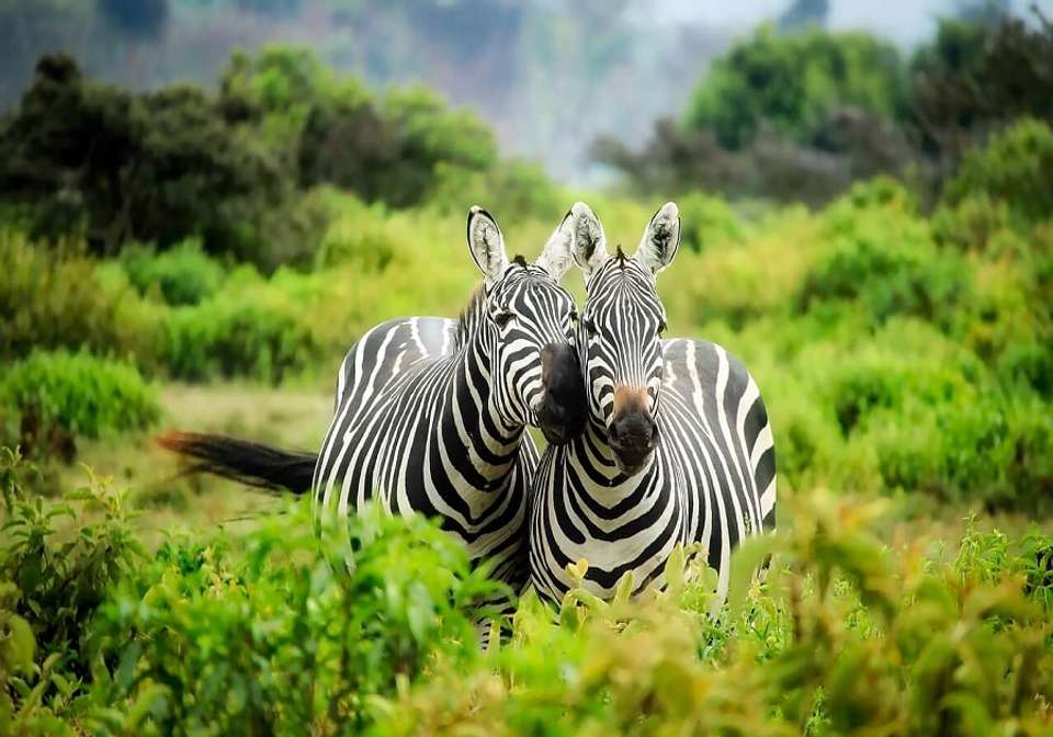 Captivating Kenya - Indus Travels - Kenya - Image 5