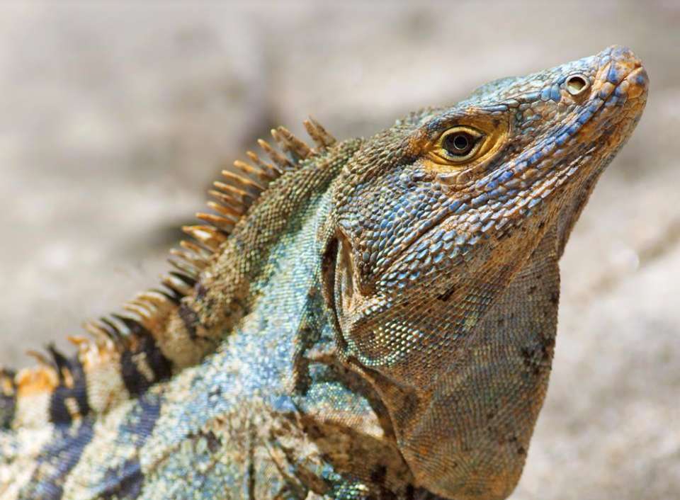 Caribbean To Pacific - Destination Services - Costa Rica - Image 6