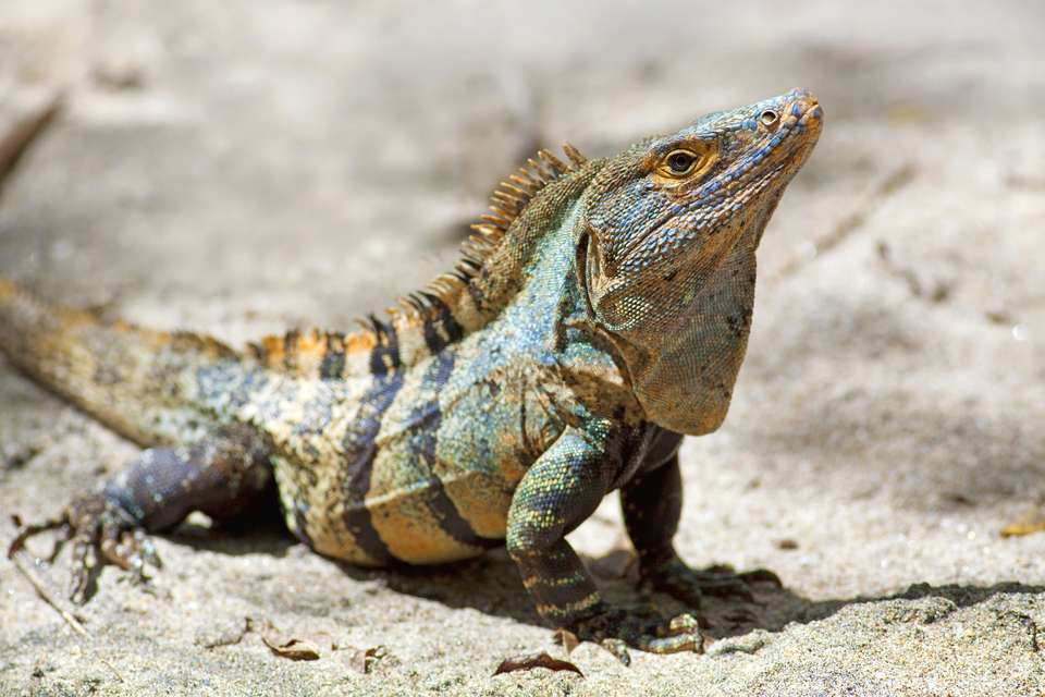 Caribbean To Pacific - Destination Services - Costa Rica - Image 2