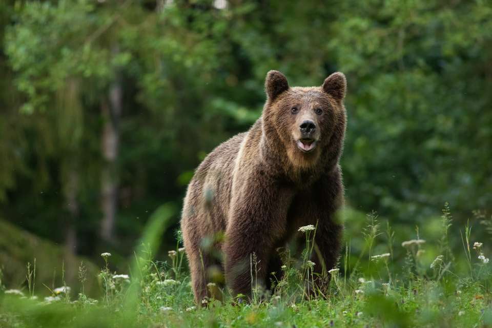 Carpathian Walking & Bears - Exodus Adventure Travels - Romania - Image 19