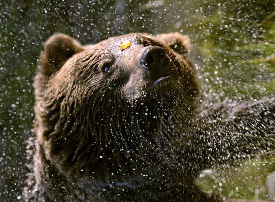 Carpathian Walking & Bears - Exodus Adventure Travels - Romania - Image 7