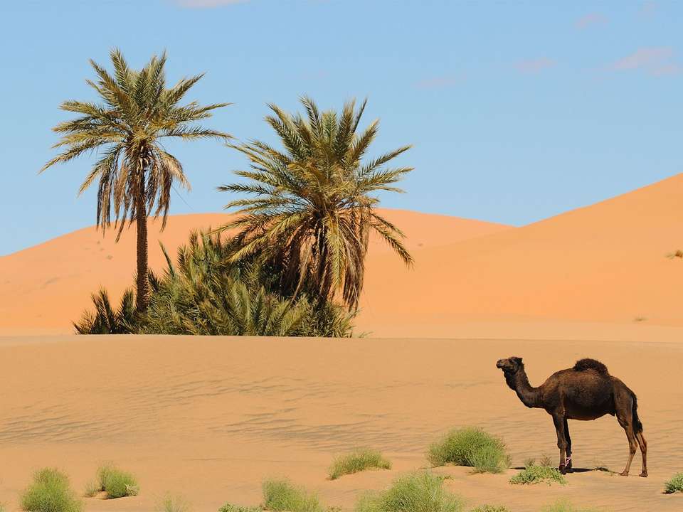 Casablanca to Marrakech Adventure - 13 days - On The Go Tours - Morocco - Image 8