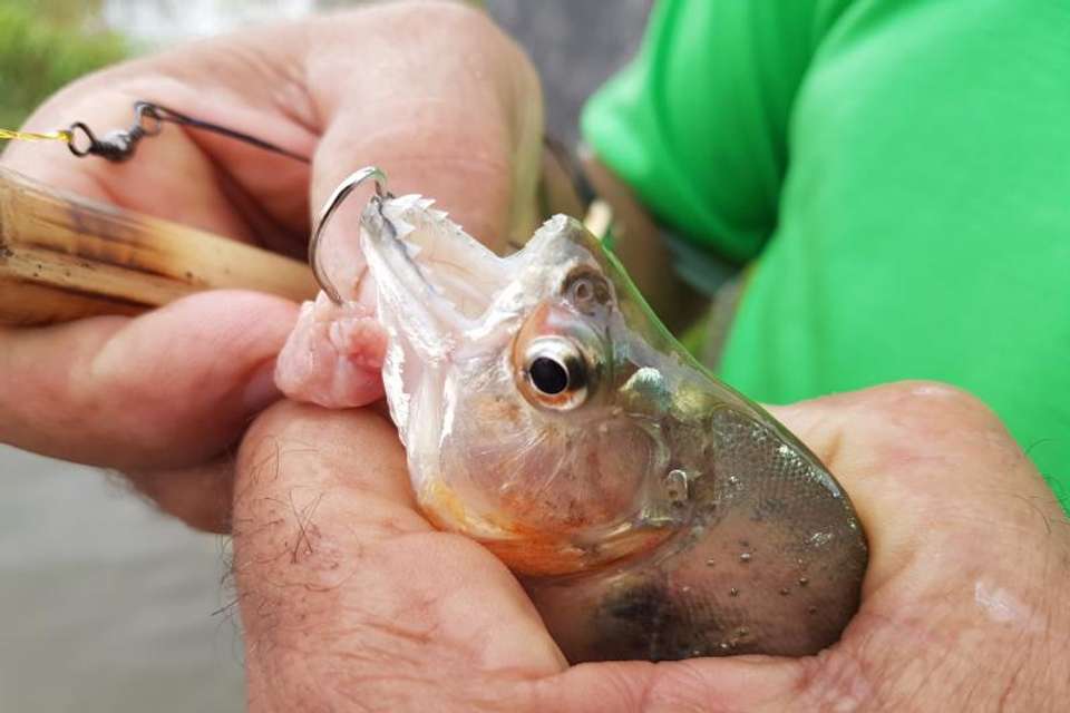 Cayman spotting and Fishing - Tangol Tours - Brazil - Image 2