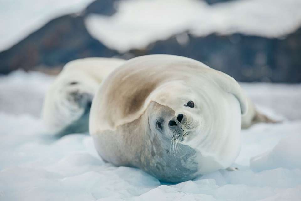 Celebrating New Year's in Antarctica (Ocean Albatros) - Intrepid Travel - Argentina - Image 2