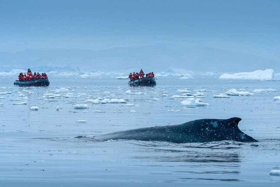 Celebrating New Year's in Antarctica (Ocean Albatros) - Intrepid Travel - Argentina - Image 6