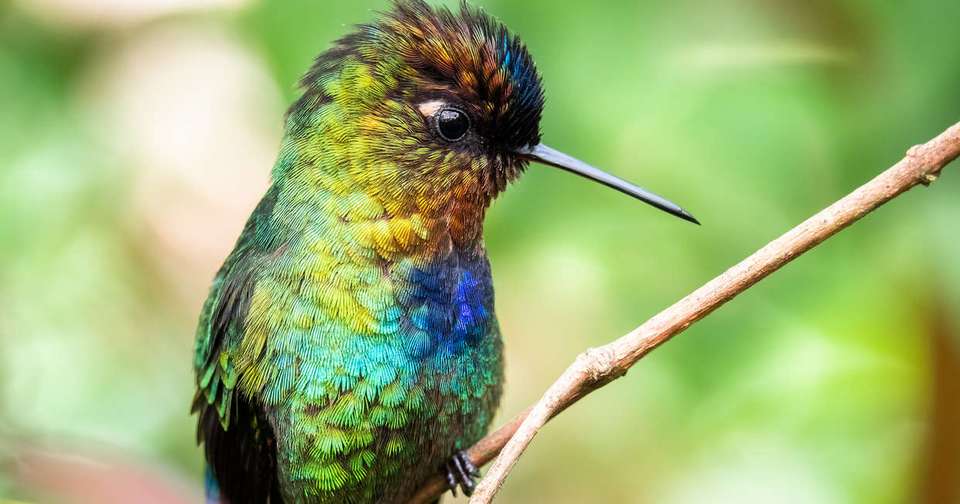Central American Highlights - Explore - Costa Rica - Image 10