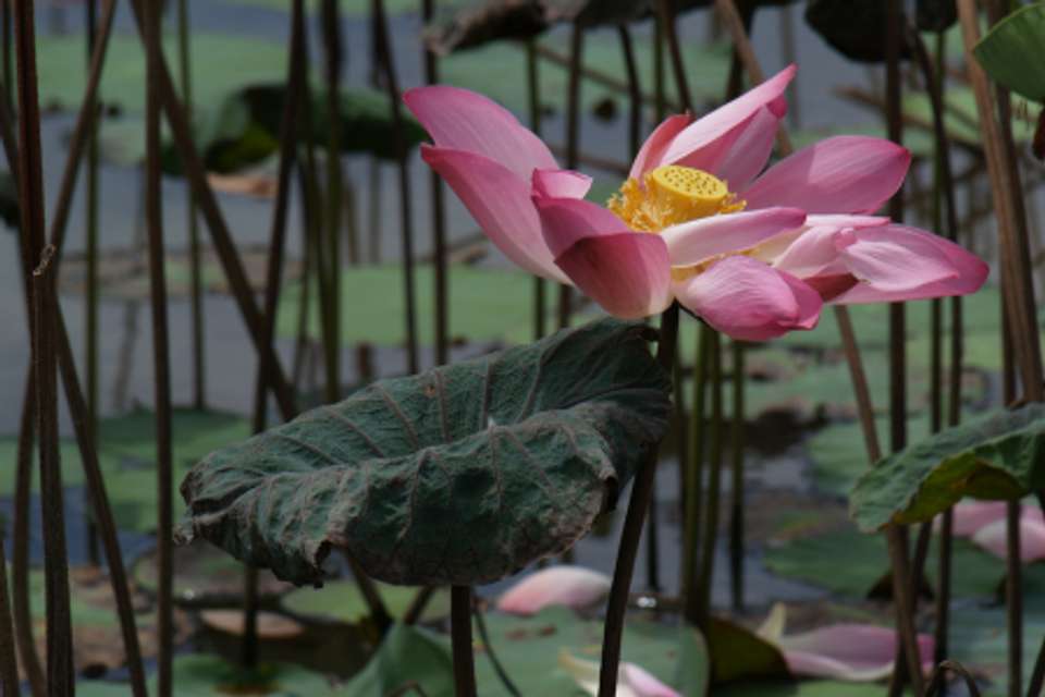 Central Vietnam Luxury Wellness And Spa - undefined - Image 7