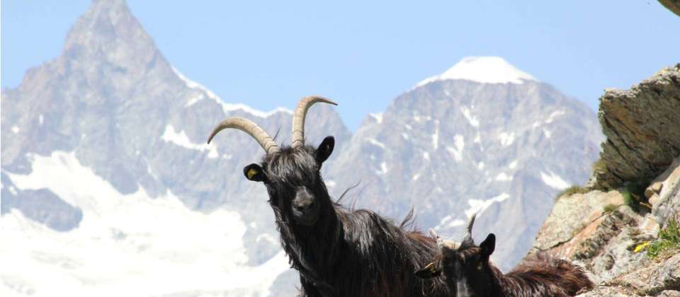 Chamonix to Zermatt Guided Hike - Utracks - Switzerland - Image 10