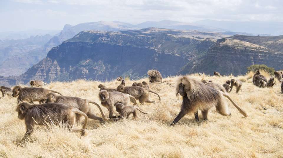 Charming Ethiopia - Absolute Ethiopia Tours - Ethiopia - Image 4