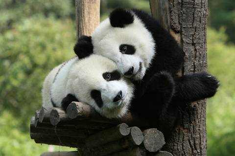 Chengdu & Yangtze Cruise To Shanghai - 10 Days
