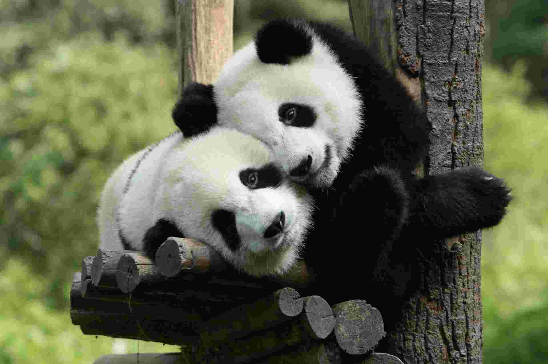Chengdu & Yangtze Cruise to Shanghai - 10 days