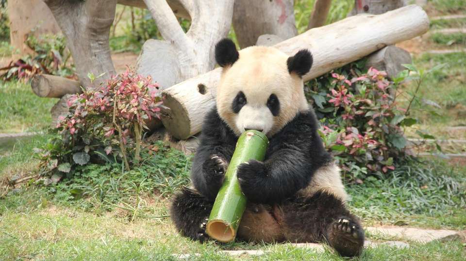 Chengdu’s Natural Panda Paradise - undefined - Image 20