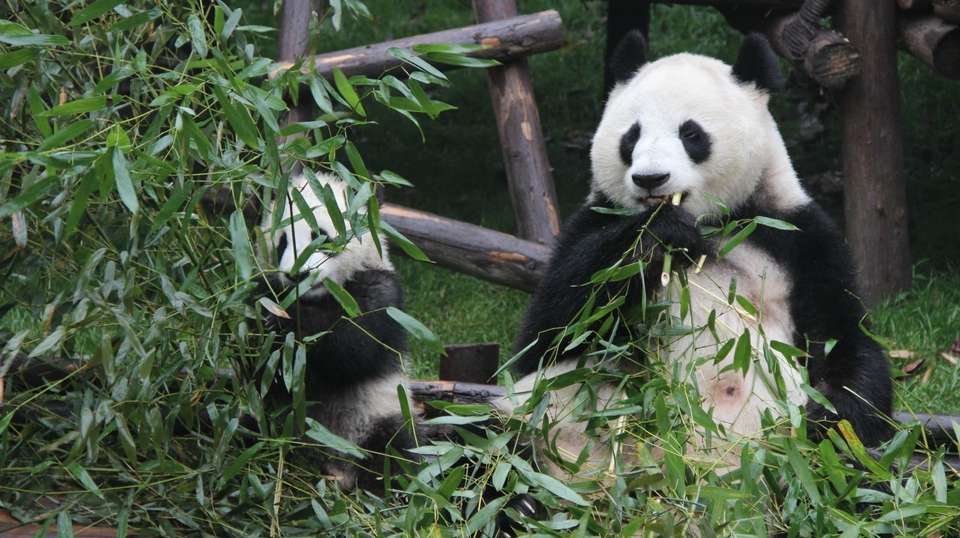 Chengdu’s Natural Panda Paradise - undefined - Image 19