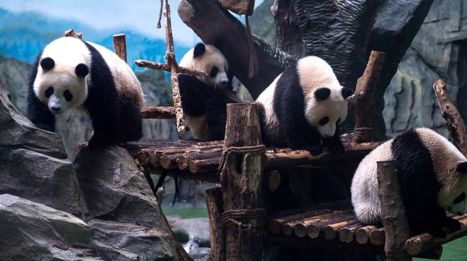 Chengdu’s Natural Panda Paradise - undefined - Image 18