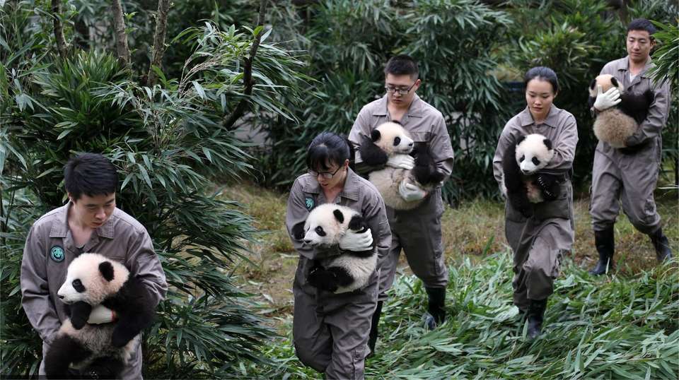 Chengdu’s Natural Panda Paradise - undefined - Image 17