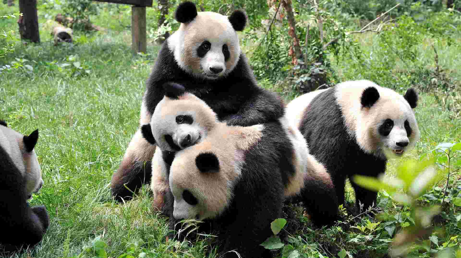 Chengdu’s Natural Panda Paradise
