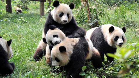 China Eco Tours: Chengdu’s Natural Panda Paradise