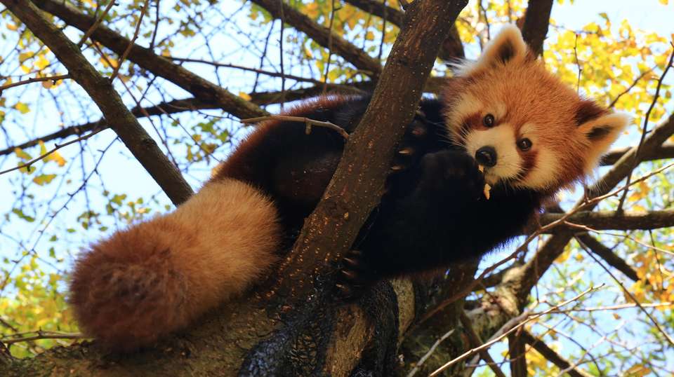 Chengdu’s Natural Panda Paradise - undefined - Image 16