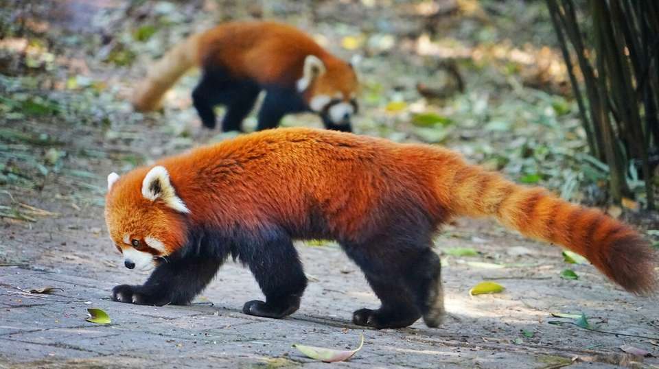 Chengdu’s Natural Panda Paradise - undefined - Image 15