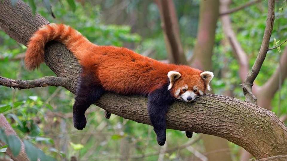Chengdu’s Natural Panda Paradise - undefined - Image 2