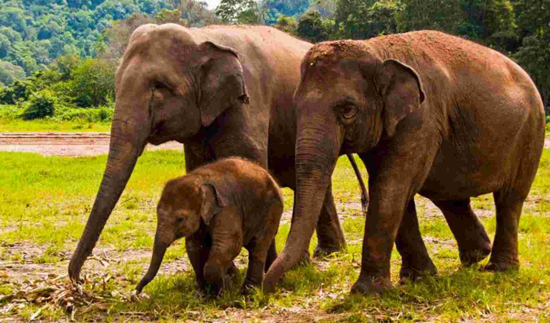 Chiang Mai & Elephant Conservation 3D/2N