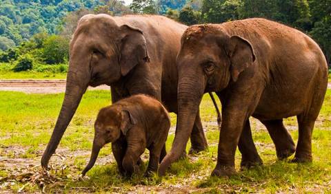 Thailand Explorer Tour: Chiang Mai & Elephant Conservation 3d/2n