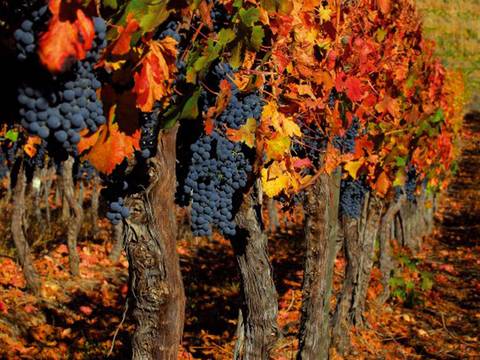Wine Tasting Tour: Chile And The Lake District - 14 Days