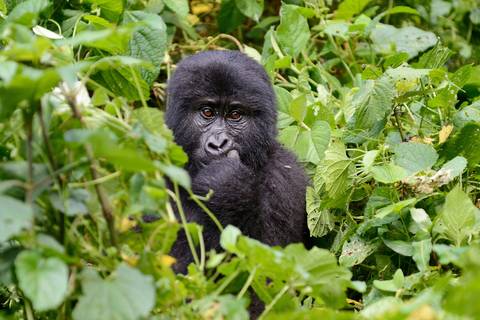 Gorilla And Chimpanzee Tracking Tour: Chimps & Gorillas Of Uganda