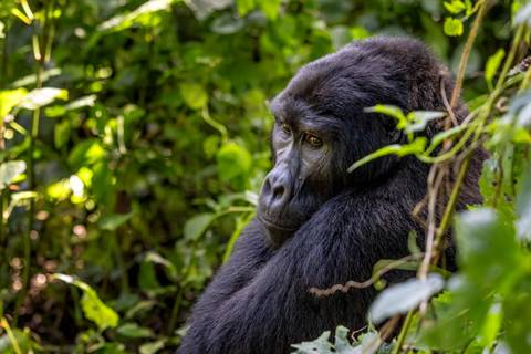Entebbe Wildlife Safaris And Game Drives Tour: Chimps & Gorillas Of Uganda