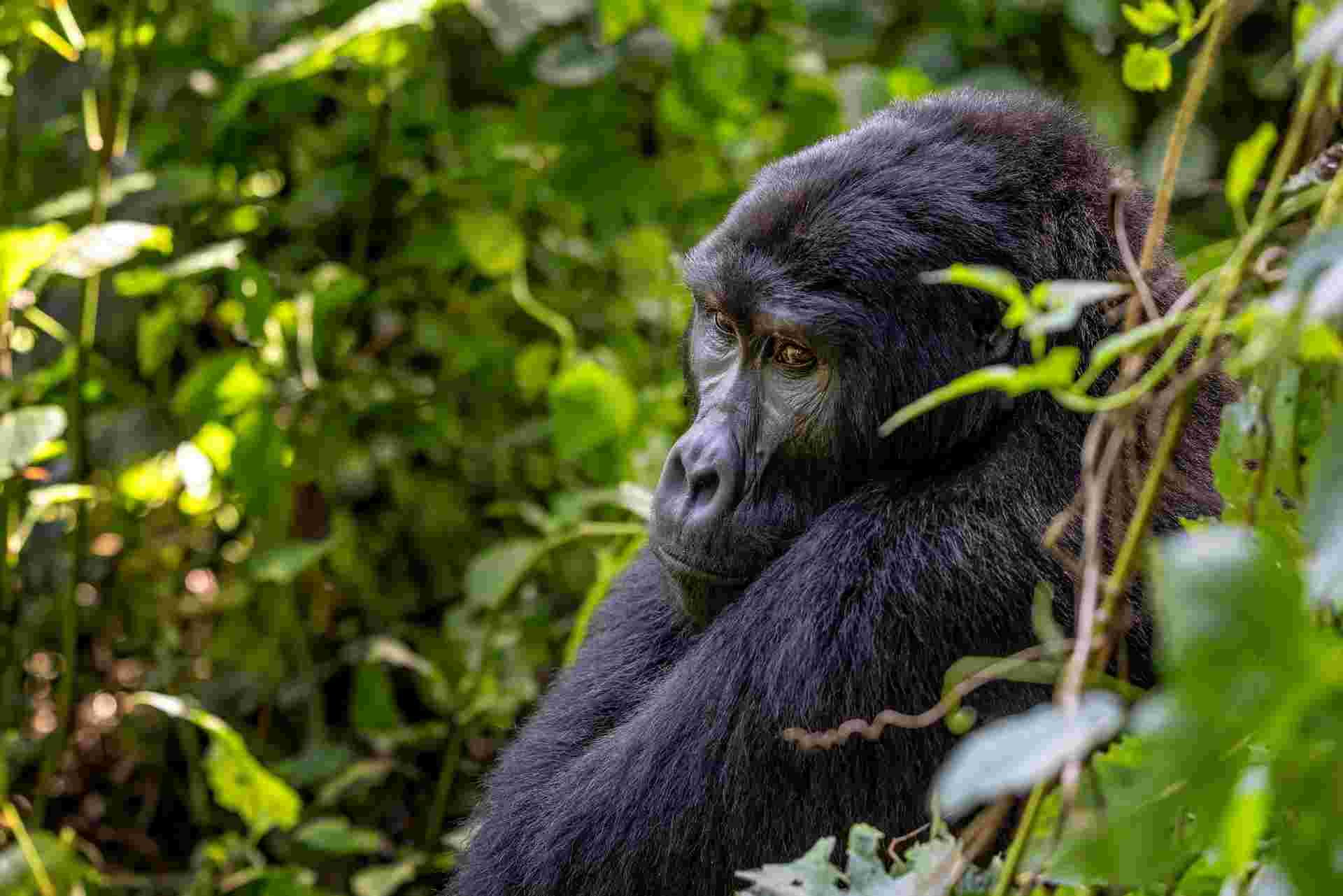 Chimps & Gorillas of Uganda