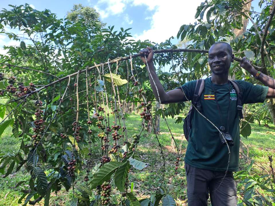 Chimps & Gorillas of Uganda - Exodus Adventure Travels - Uganda