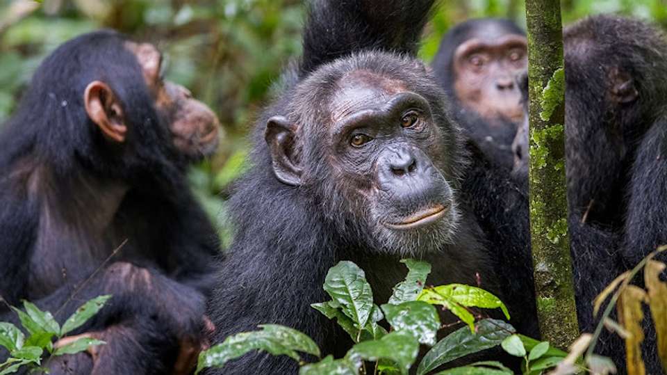 Chimps & Gorillas of Uganda - Exodus Adventure Travels - Uganda