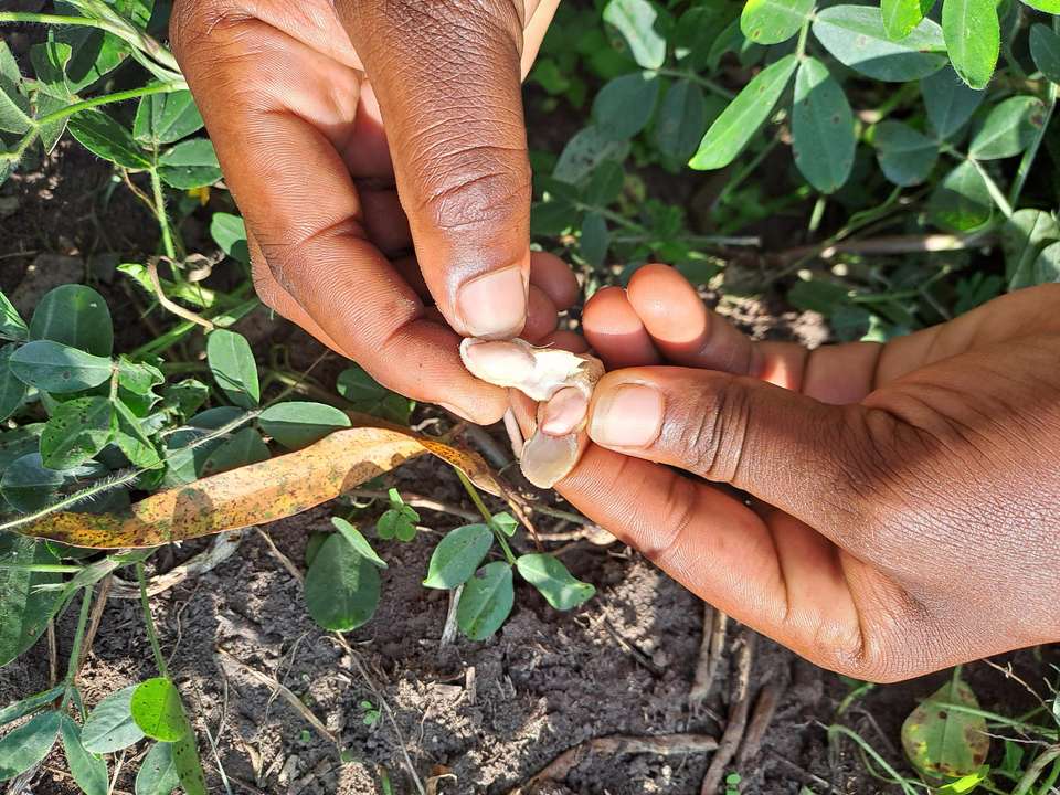 Chimps & Gorillas of Uganda - Exodus Adventure Travels - Uganda