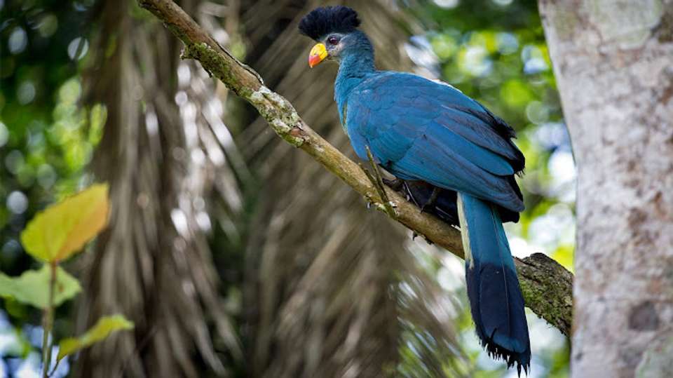 Chimps & Gorillas of Uganda - Exodus Adventure Travels - Uganda