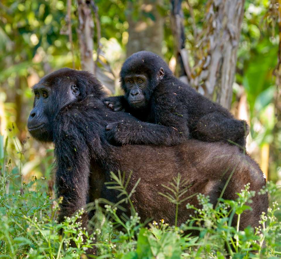 Chimps & Gorillas of Uganda - Exodus Adventure Travels - Uganda