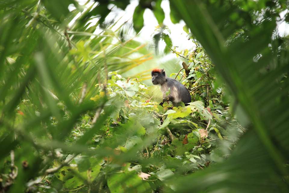 Chimps & Gorillas of Uganda - Exodus Adventure Travels - Uganda